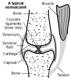 Cross-section diagram of a normal joint