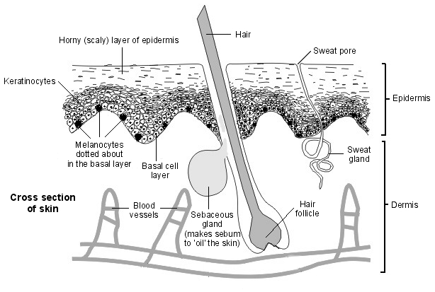 Cross-section diagram of the skin