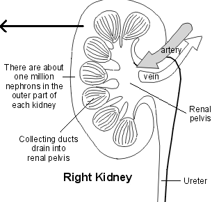 Nephron and Kidney