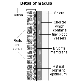 Diagram detailing the macula