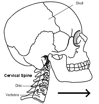 Cervical spine (Beverley Kenny)