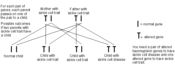 sickle cell inheritance