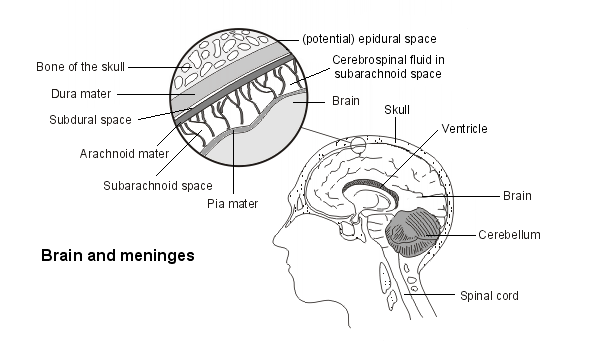 brain and meninges