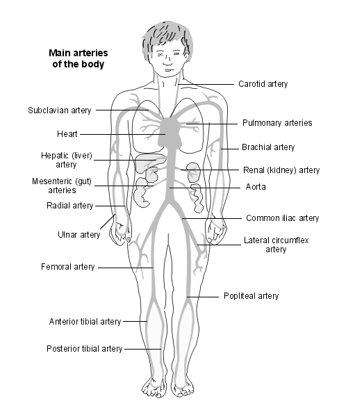 main arteries of the body