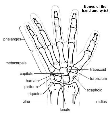 Bones of hand and wrist