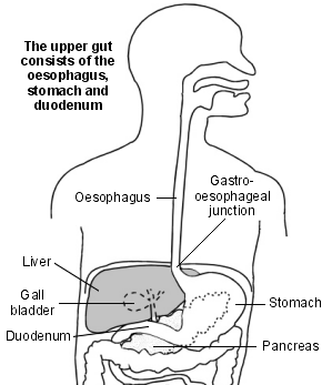 upper gut