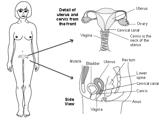 Diagrams showing uterus and cervix