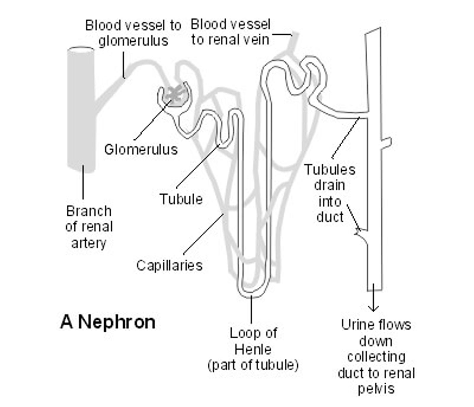 Nephron