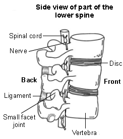 Side view of lower spine