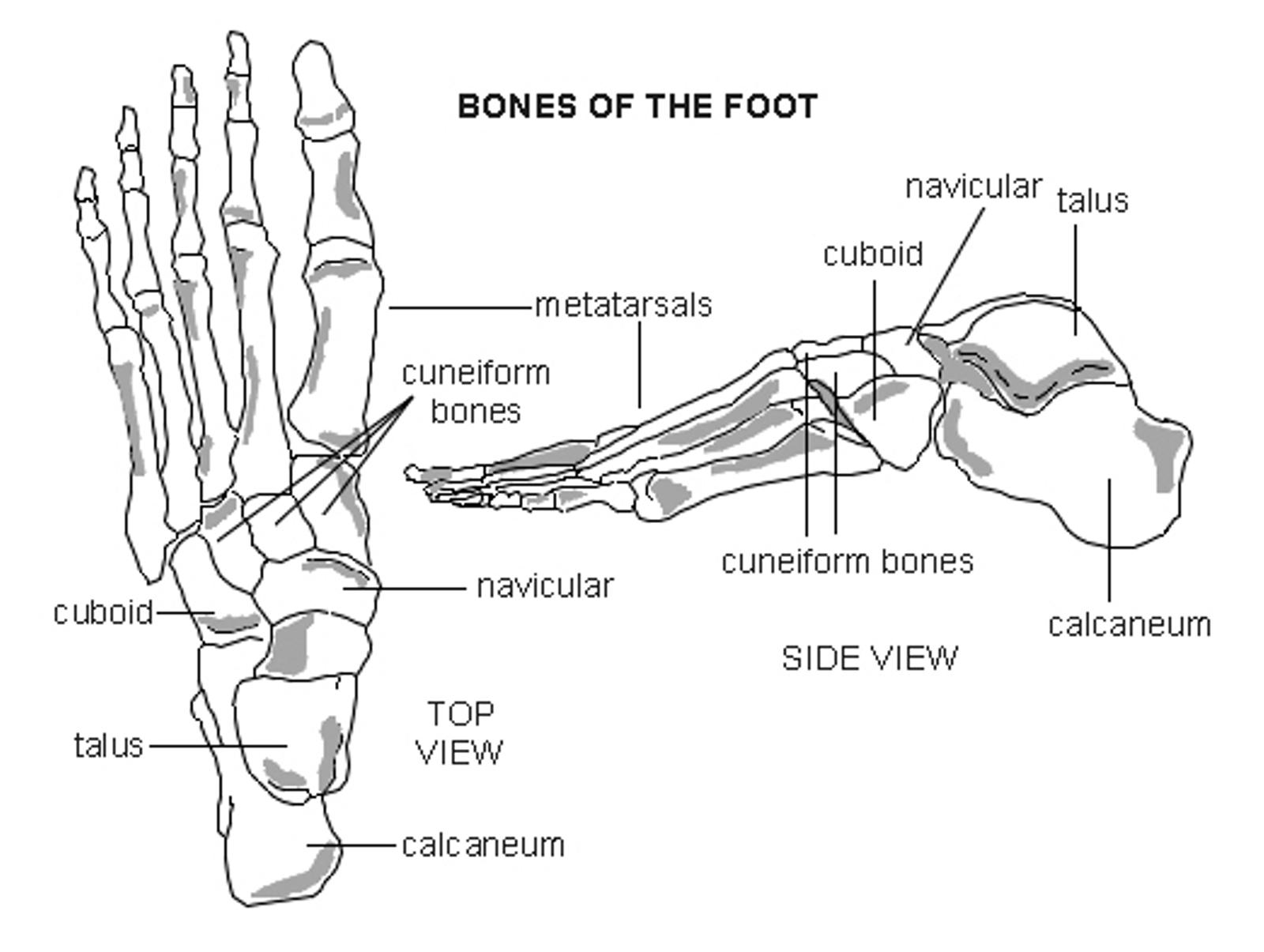 Foot bones.