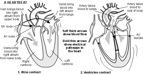 Cross-section diagram of the heart describing a heartbeat