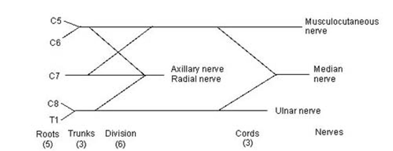 BRACHIAL PLEXUS